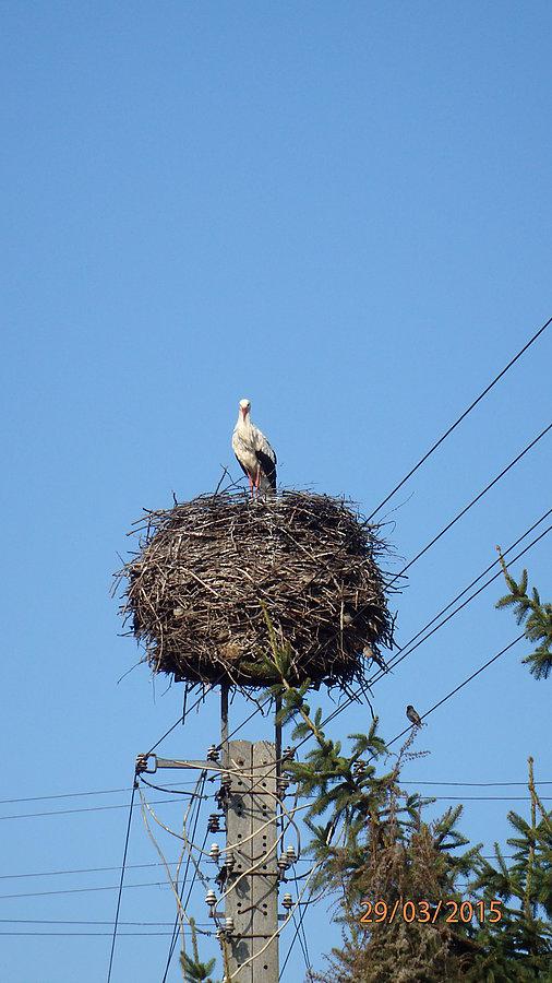 Bociek. Wiosna 2015