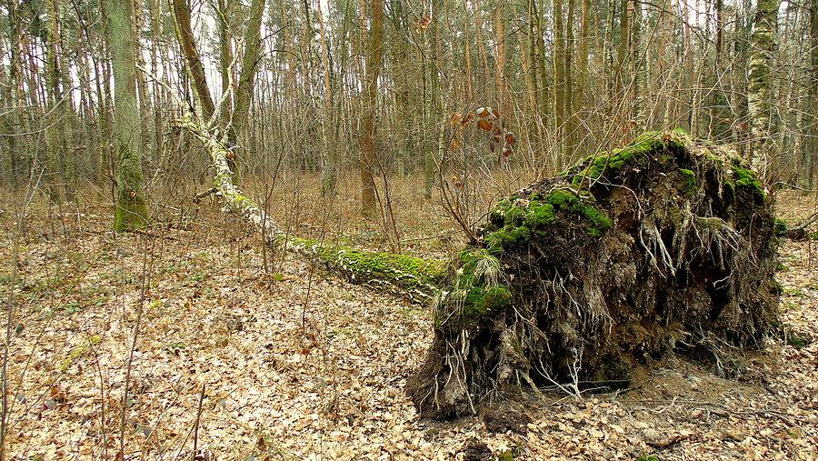 Przewrócone drzewo w lesie