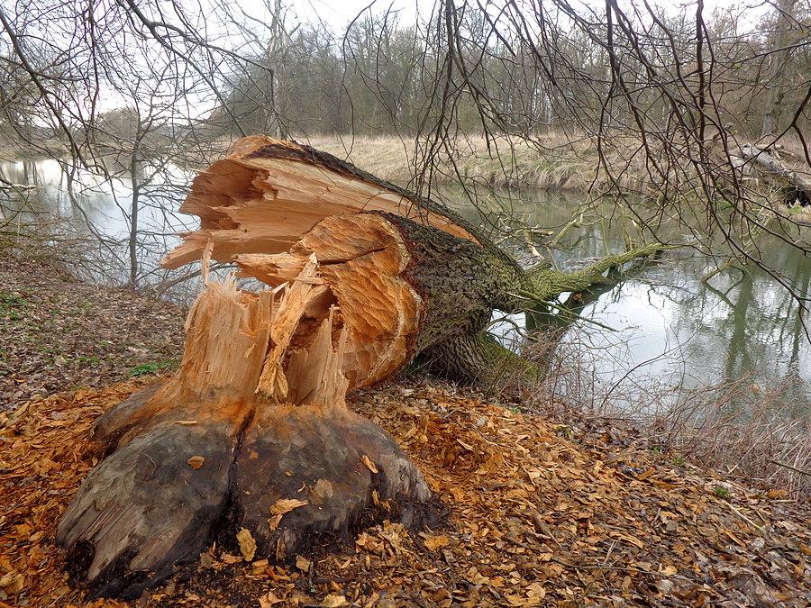 Bobrowe dzieło nad Bystrzycą