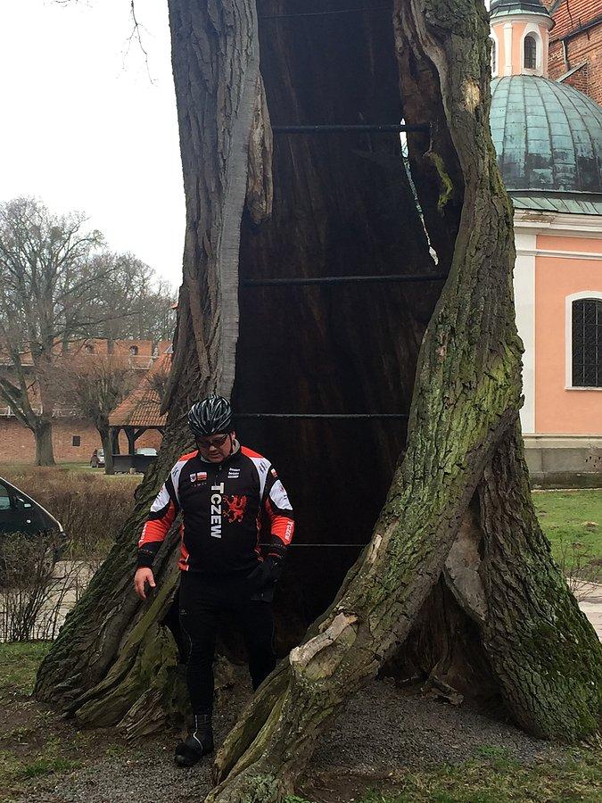 Serducho już słabiutkie u tego dębu