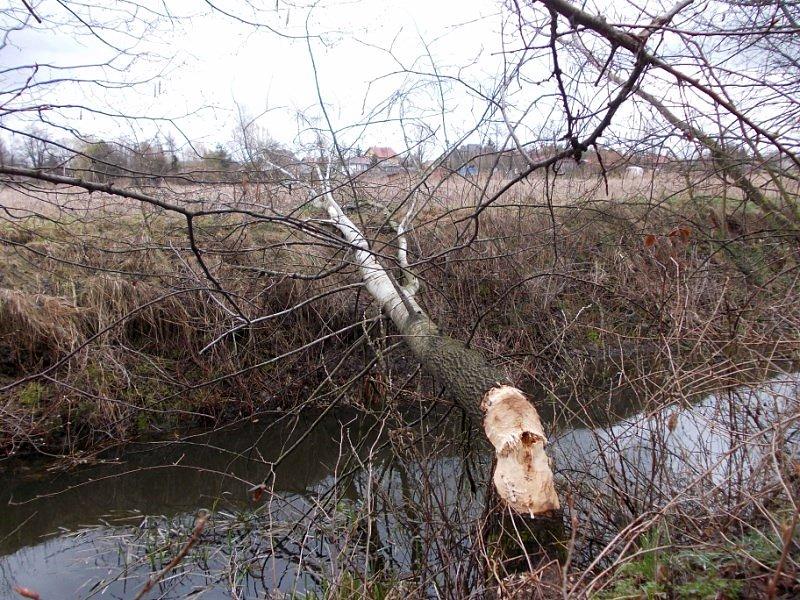 Bobry nie próżnują
