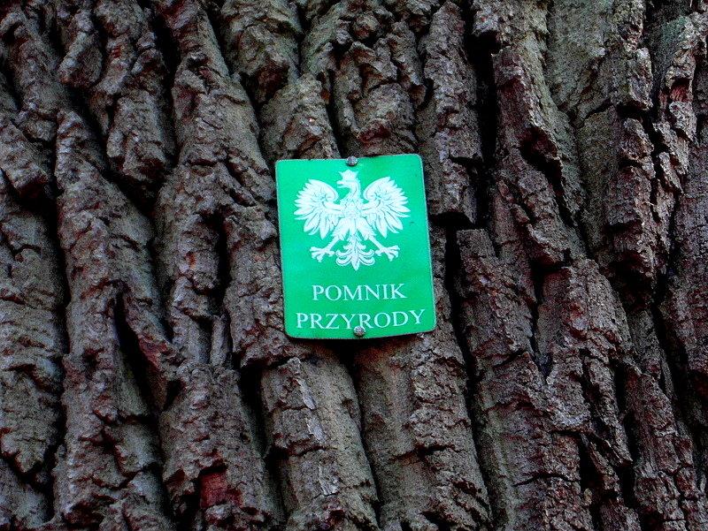 Dąb Dewajtis - na Żółtym Szlaku