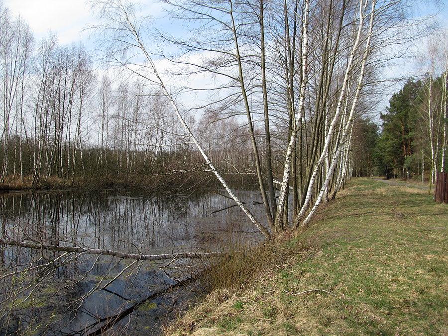 Rezerwat Polana Siwica