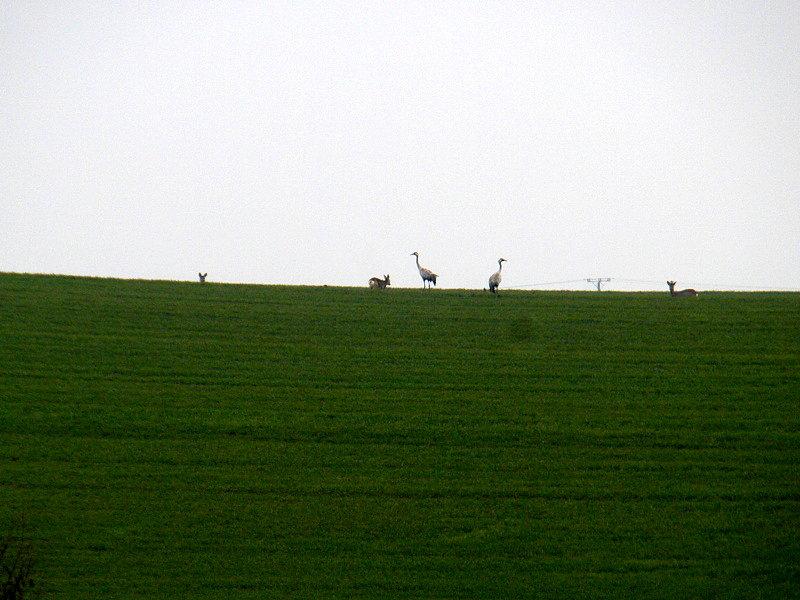 Sarenki i żurawie