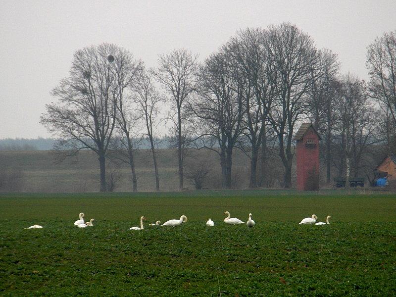 Wiosenne spotkani łabędzi