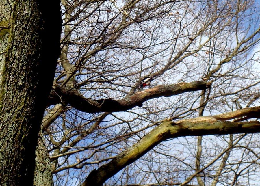 Dzięcioł w okolicach Niedźwiedzia