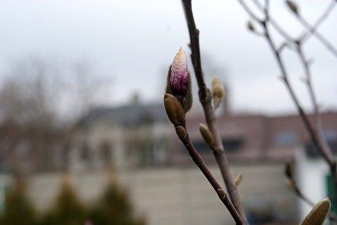 Przyuliczna magnolia
