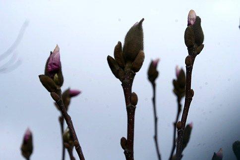 Magnolia powoli wypuszcza pąki