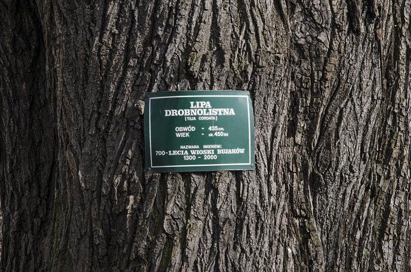Lipa drobnolistna 450lat