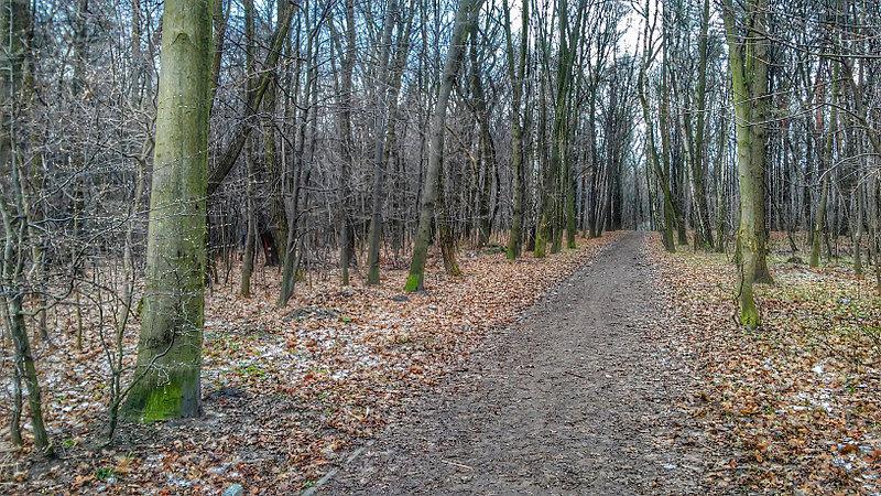 Droga przez park w Zabrzu