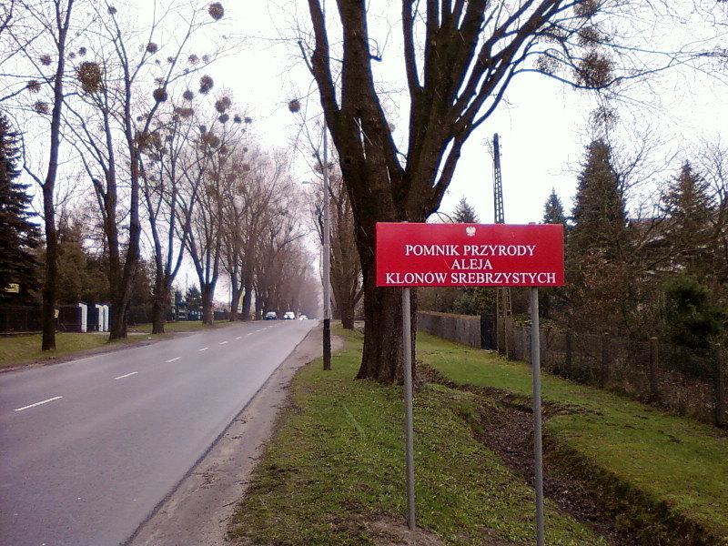 Aleja klonów srebrzystych