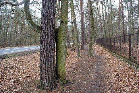 Ścieżką przez las
