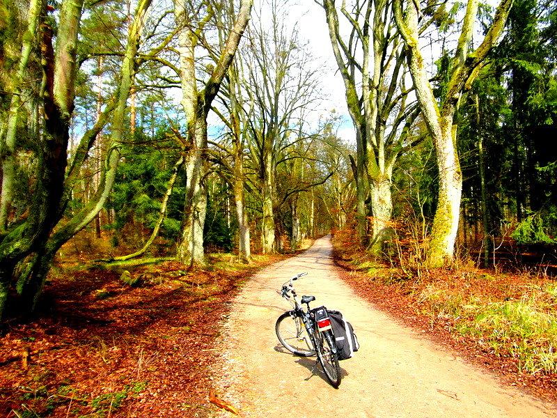 Aleja starych drzew- gdzieś na szlaku