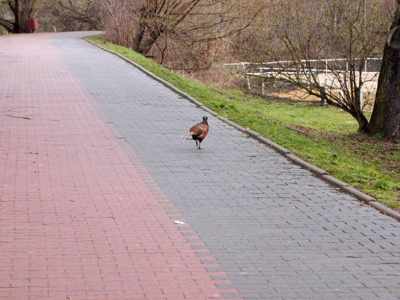 Ten piechur wie gdzie jego miejsce