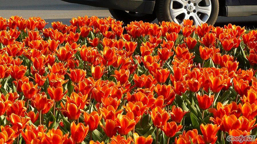 Ul. Dworcowa - tulipanowisko :)