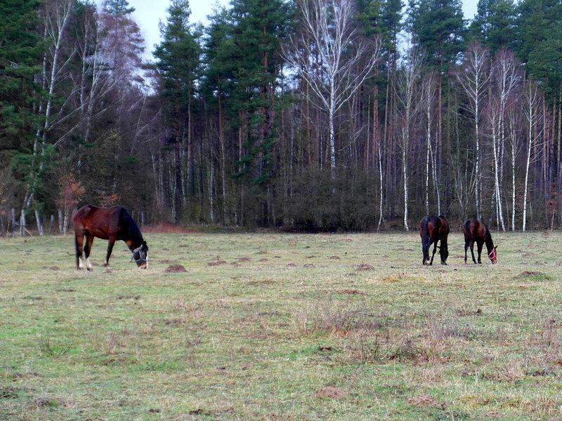Konie trakeńskie
