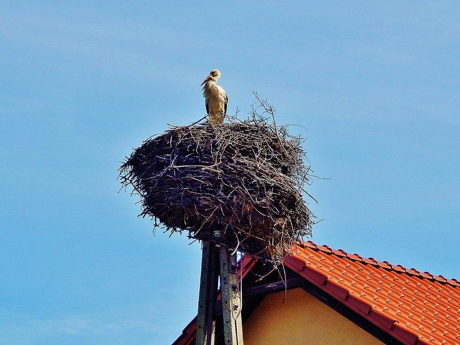 Okolice Tczewa. Pierwszy bociek :)