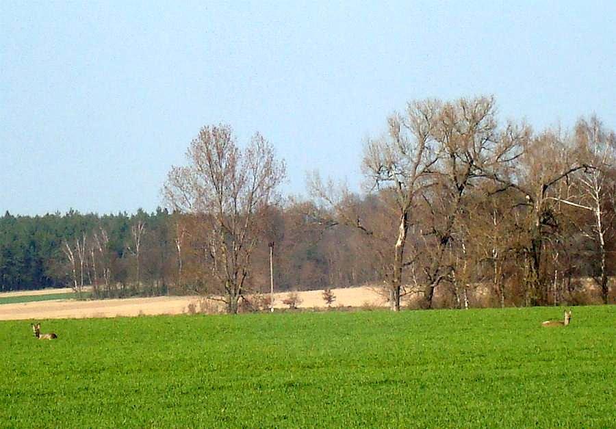 Płowe w spoczynku