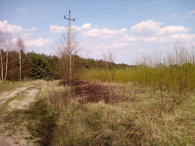 Zieleniejąca wierzba energetyczna