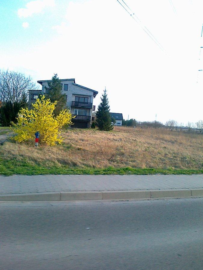 Kwitną forsycje