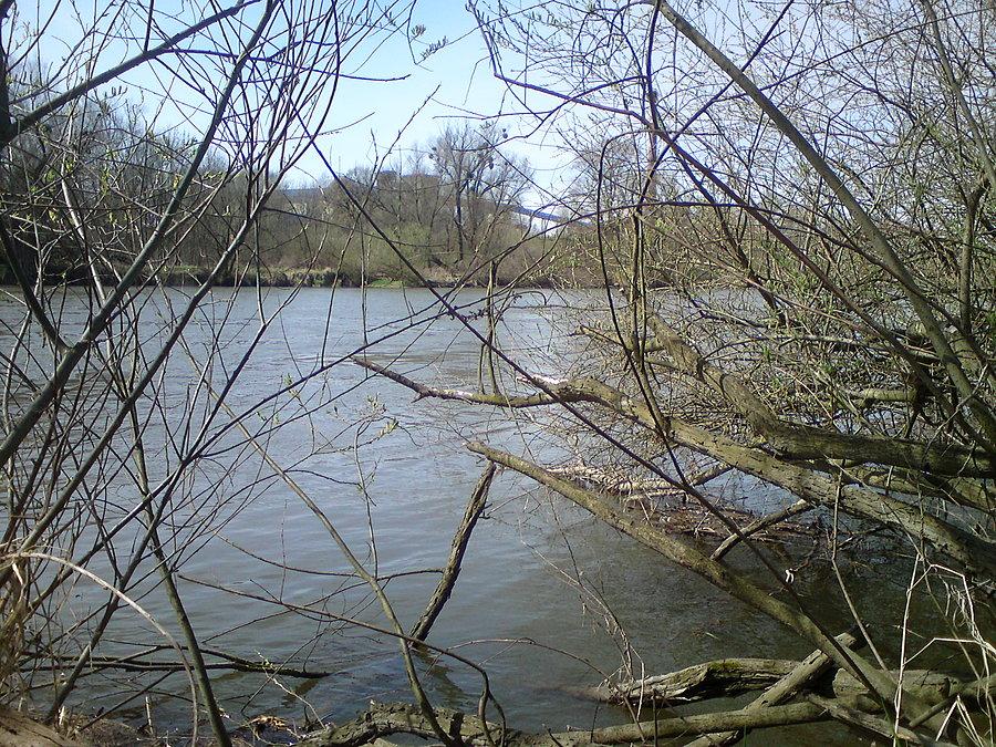 Dżungla nad Odrą