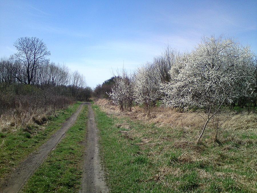 Wiosna, wiosna
