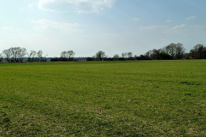 Zielone pole