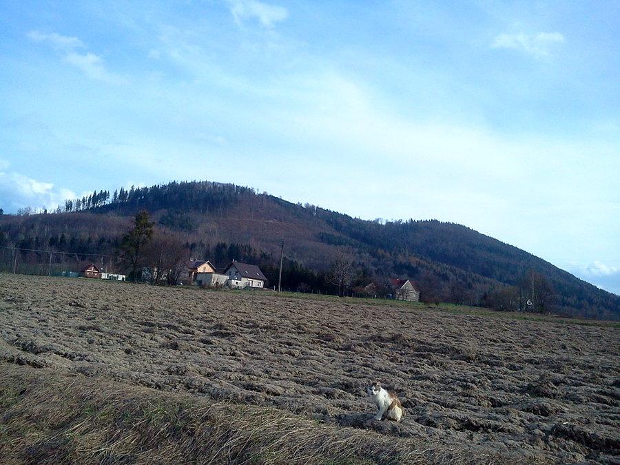 Kotek