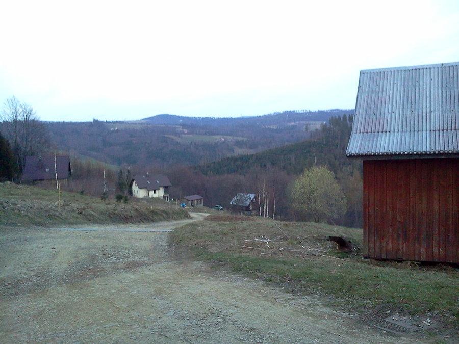 Świniorka