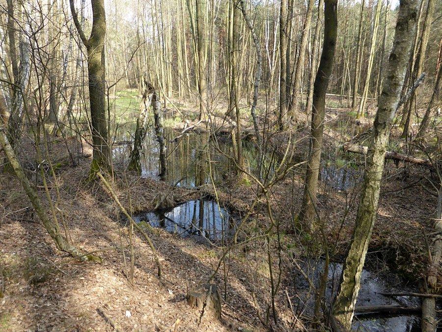 Bagno, czy staw?