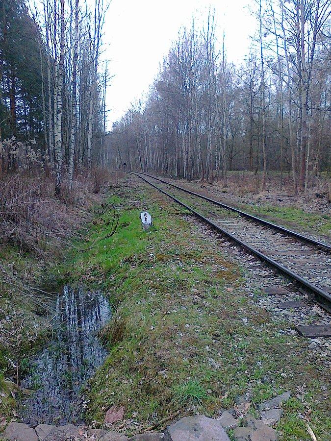 Tor kolejowy w lesie. Pociąg jeździ tędy raz na dobę ze złomem do huty
