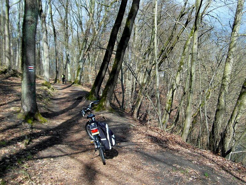 Rowerowe szaleństwo w lasku miejskim w Olsztynie