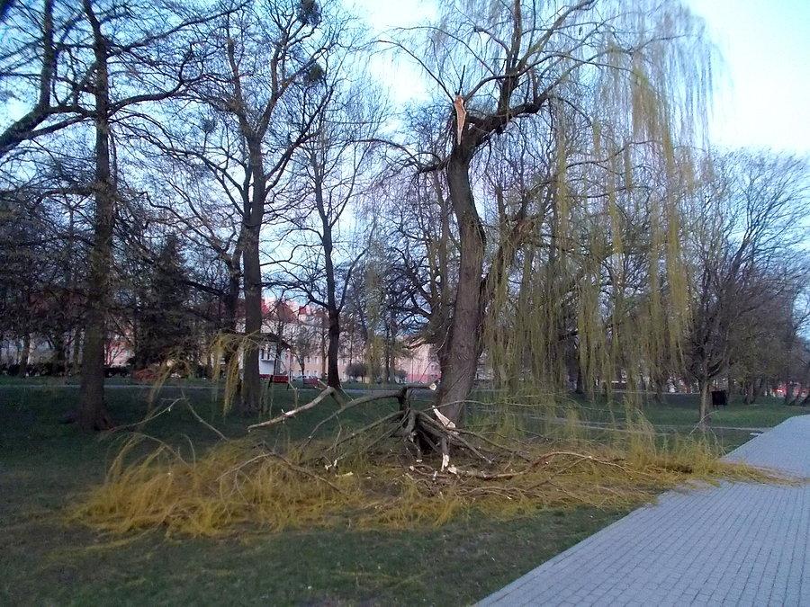 Złamany konar