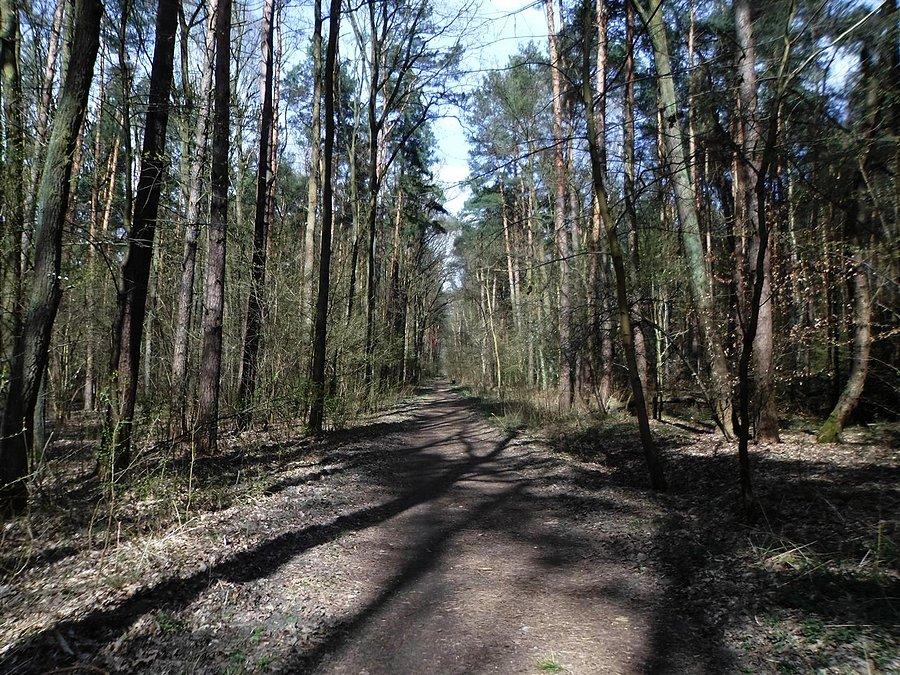 Las Kabacki wiosną