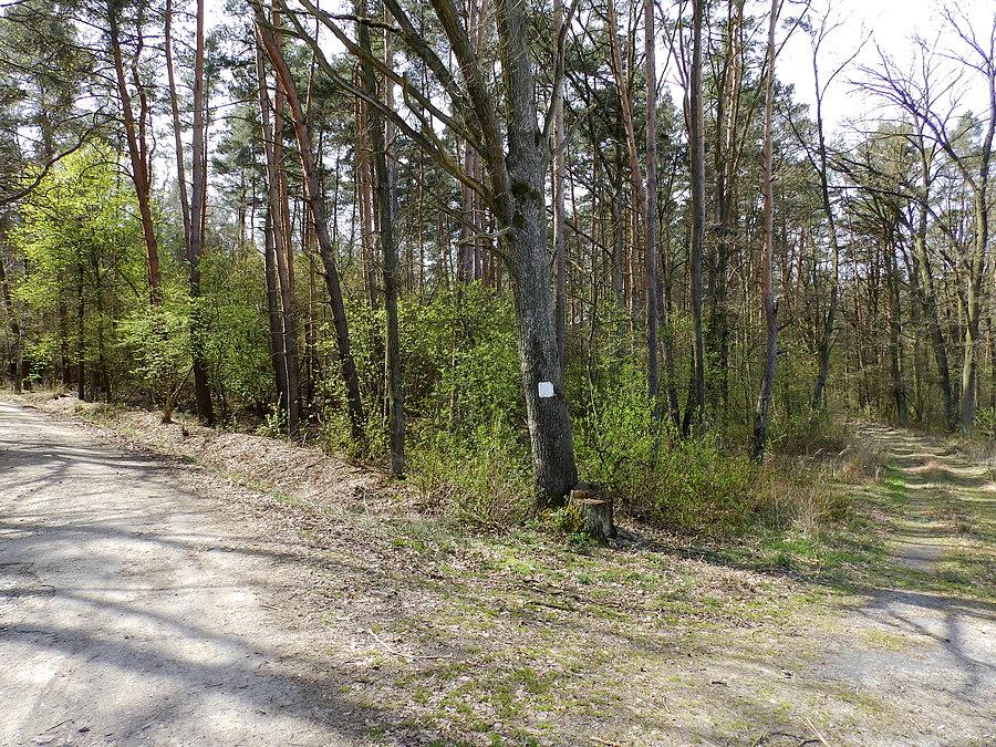 Rozdroże w lasku za Mrozowem I