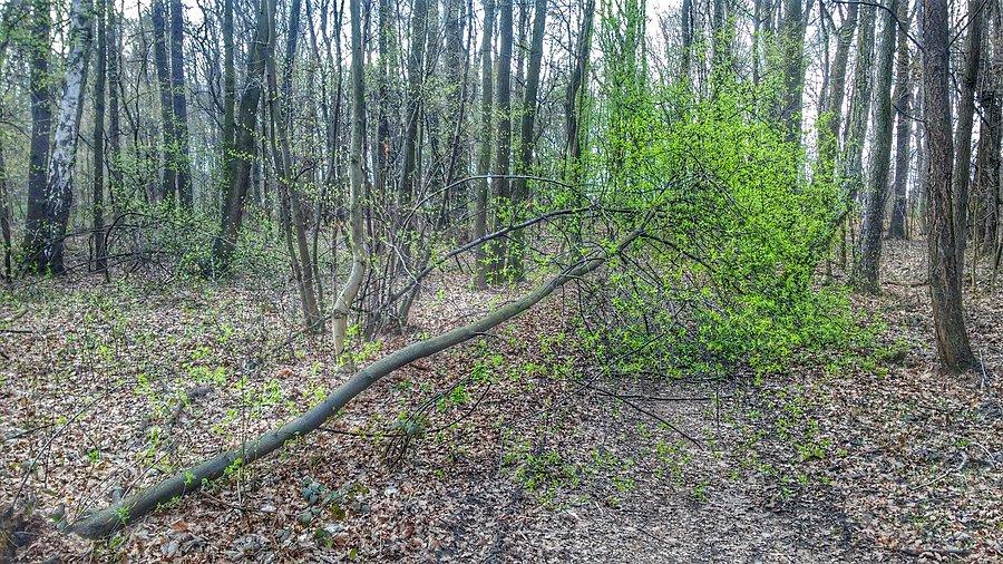 Złamane drzewo