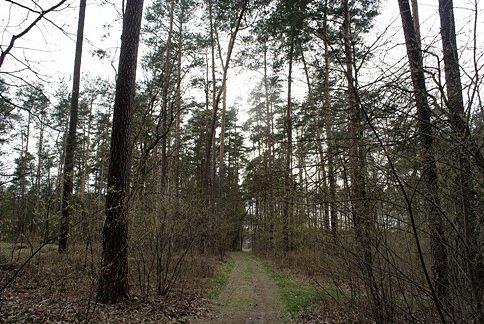 Dróżką przez las