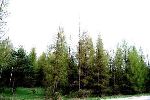 Las Smardzewicki