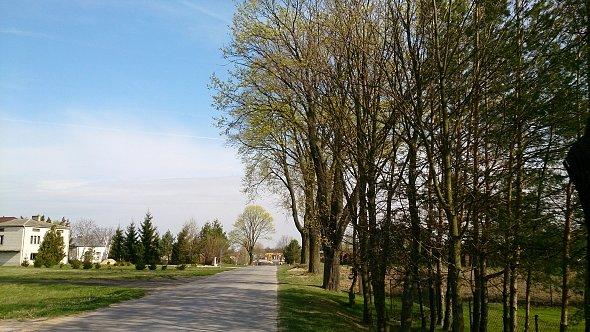 Zielenią się drzewa
