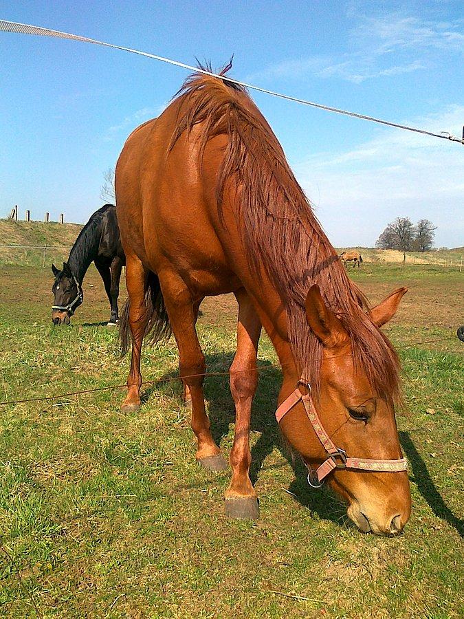 Koń VII
