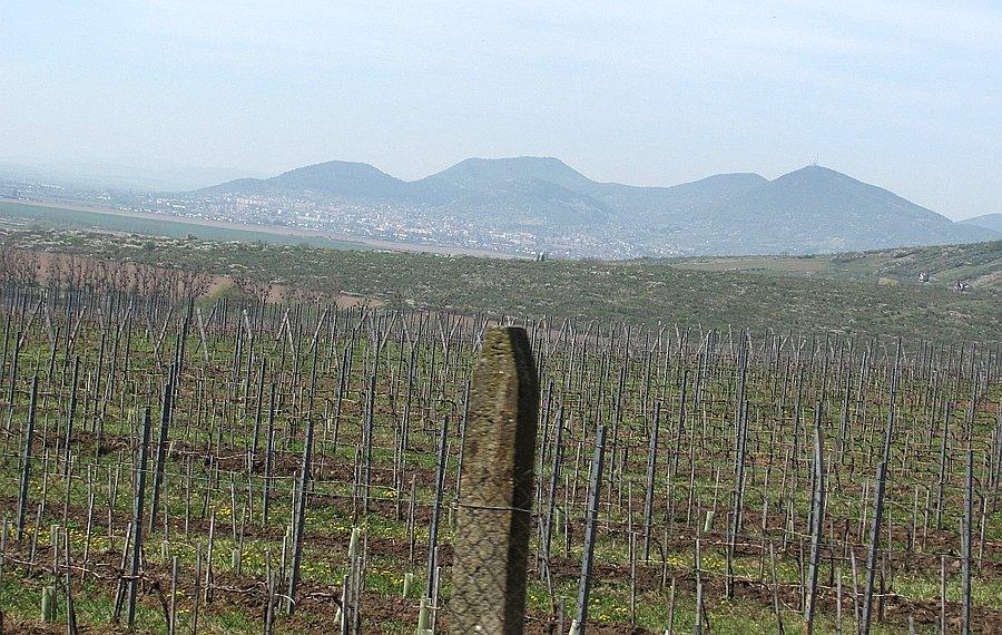Satoralujaujhely zza winnic słowackiego regionu tokajskiego