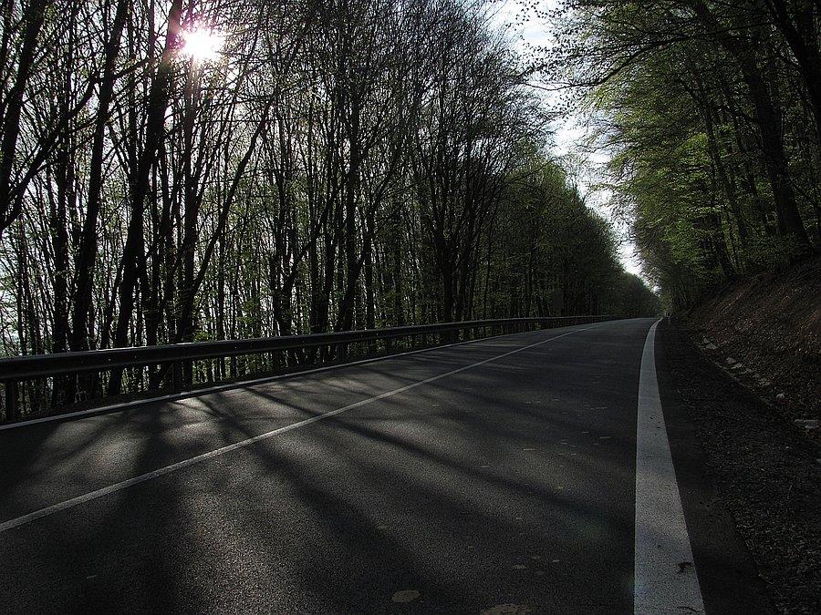 Wśród zieleni