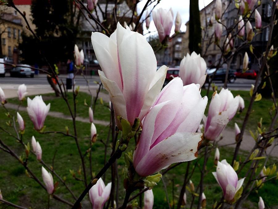 Magnolia