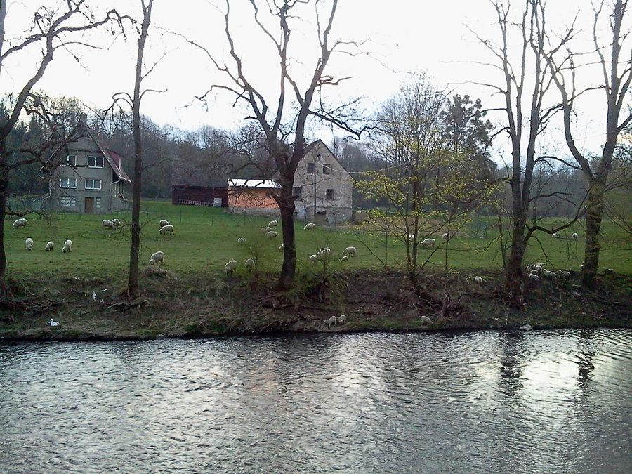 Owce nad Olzą