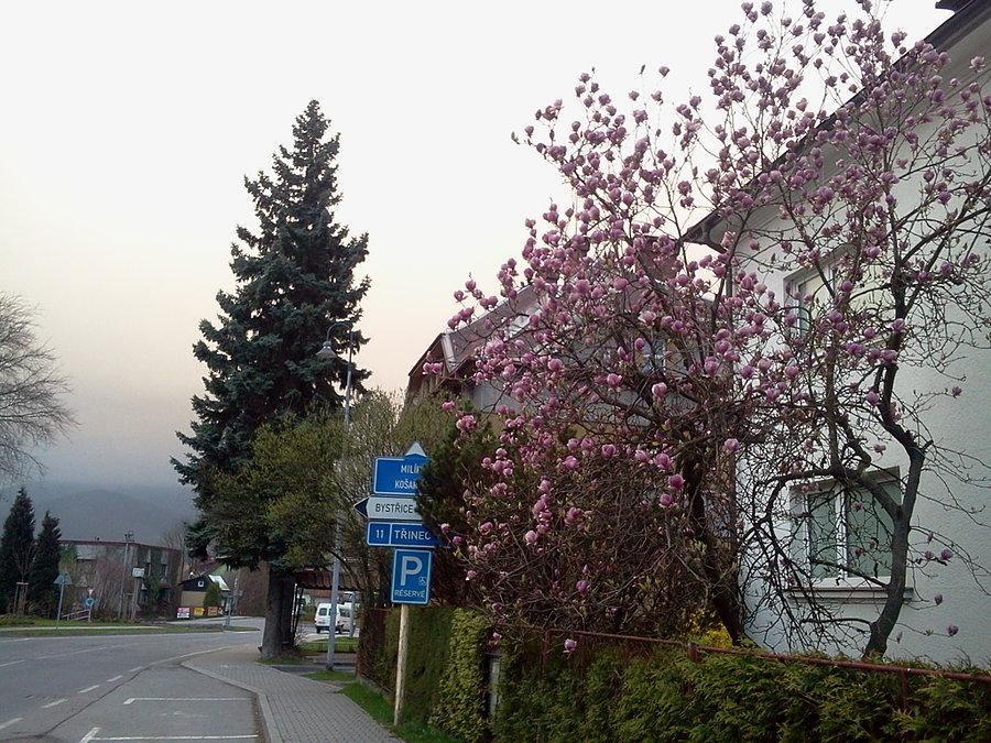Kwitną magnolie
