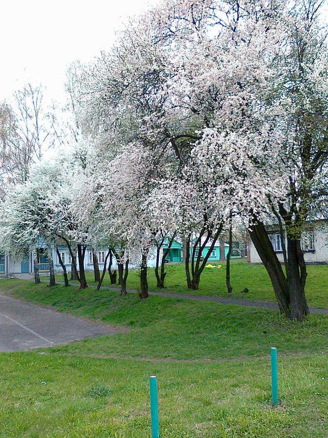 Wiosna , panie sierżancie