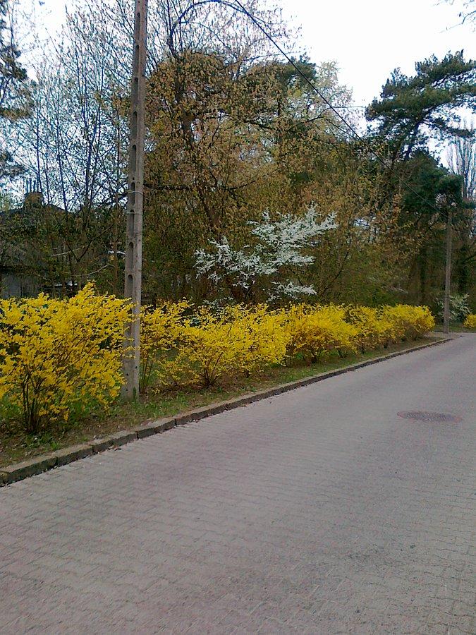 Wiosenny żywopłot