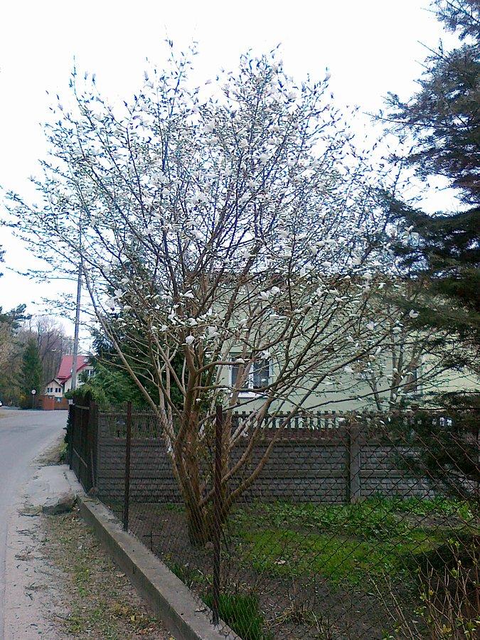 Kwitnąca magnolia