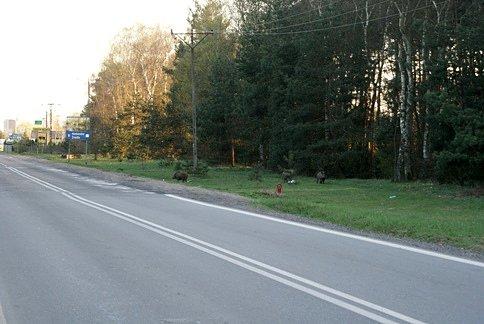 Co zrobić, gdy się spotyka aż trzy dziki?