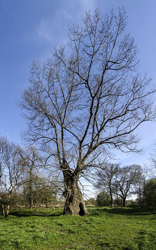 Baobab :)